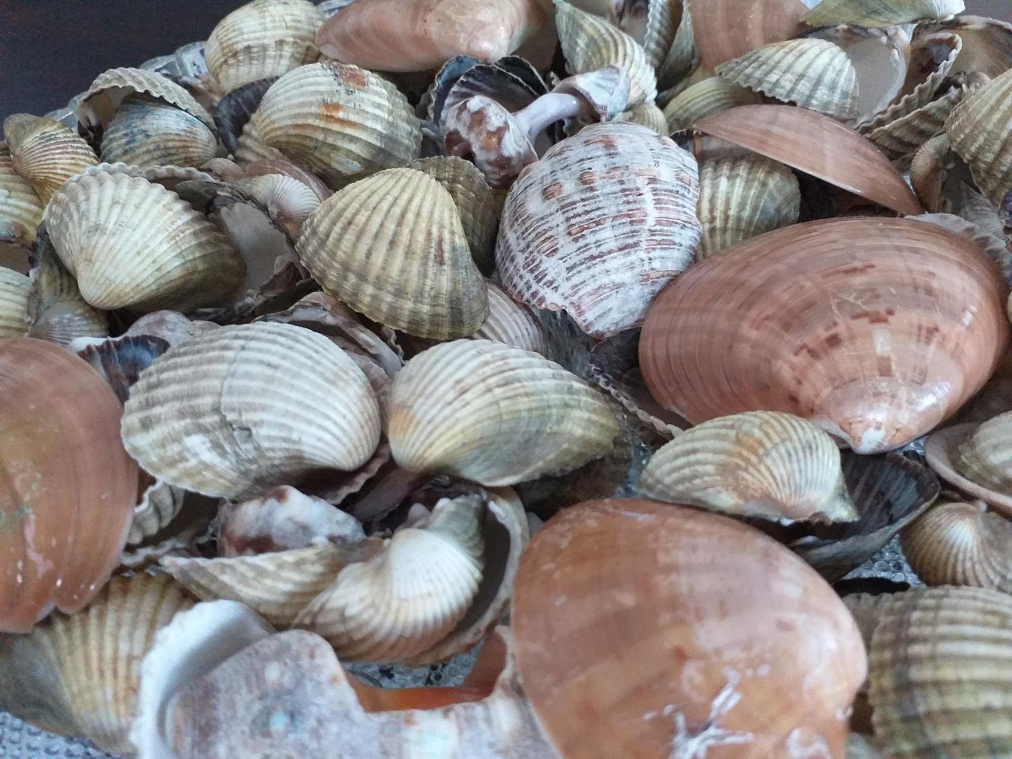 Grand Seaview Apartments クサミル 部屋 写真